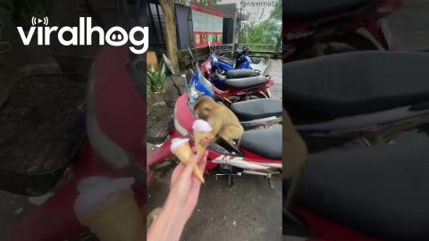 Giving Ice Cream to Monkeys || ViralHog