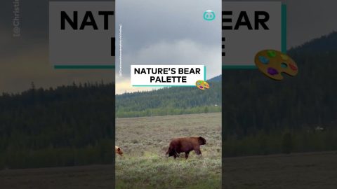 Colorful Array Of Black Bears In Grand Teton || ViralHog