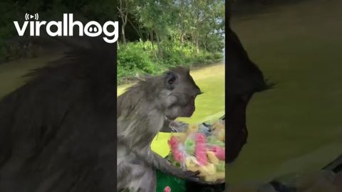 Monkey Boards Boat to Steal Tourists' Food || ViralHog