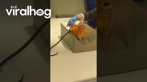 Carp Getting an Xray || ViralHog