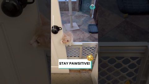 Kittens Climb Over Baby Gate || ViralHog