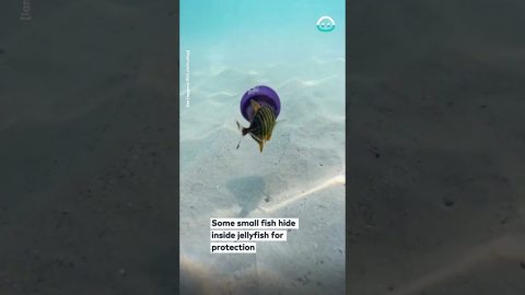 Fish Swims Inside a Jellyfish || ViralHog