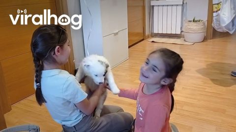 Daughters Surprised With New Puppy, Selva || ViralHog