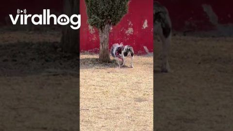 Anti Snacks Dog Hack || ViralHog