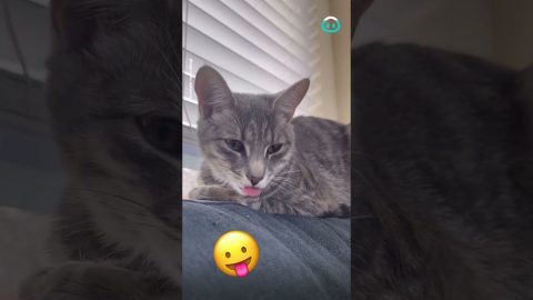Cat Falls Asleep With Tongue Out || ViralHog