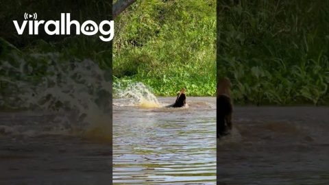 Jaguar Jumps From Tree Onto Swimming Alligator || ViralHog