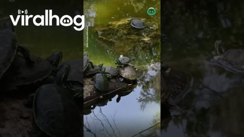 Graceful Ballet Turtle || ViralHog