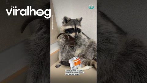 Trapper the Raccoon Eating Goldfish || ViralHog