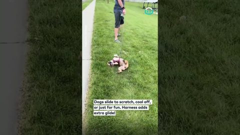 Dog Slides Across Grass With Harness || ViralHog