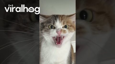 Teaching My Cat the Basics of Hissing || ViralHog