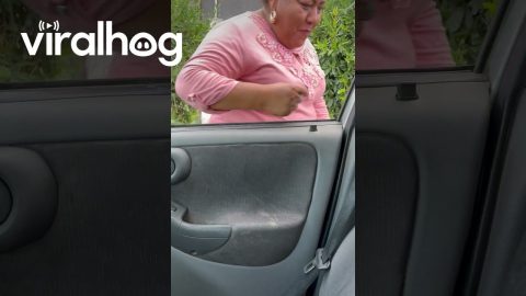 Puppy Takes Front Seat || ViralHog