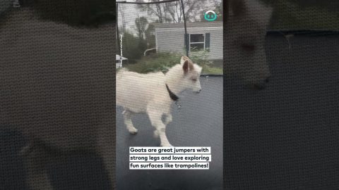 Goat Jumps On Trampoline || ViralHog