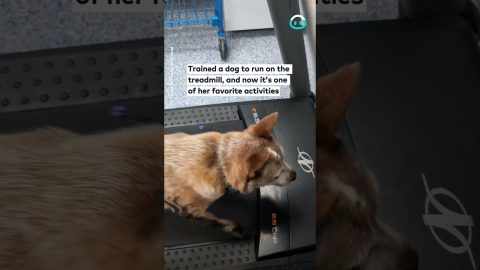Red Heeler Loves the Treadmill || ViralHog