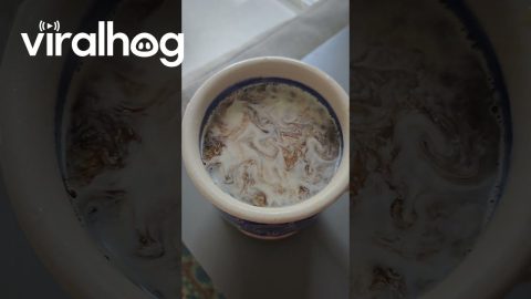 Mesmerizing Cream Dispersal In Coffee || ViralHog