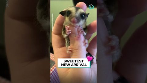 Baby Sugar Glider Clings To Thumb || ViralHog