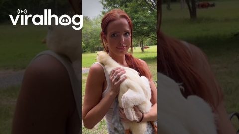 Stage 5 Clinger || ViralHog