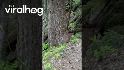 Cougar Watches Hiker On Garibaldi Lake Trail || ViralHog