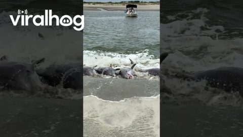 Dolphins' Strand Feeding Push Fish Bounty to Shore || ViralHog