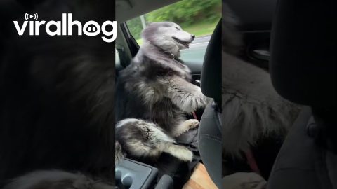 Husky Enjoying Highway Breeze || ViralHog
