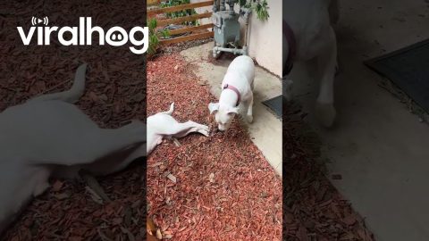 Satchi Working Extra Hard For His Toy || ViralHog