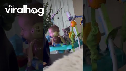Cat Joins Baby on the Bouncer || ViralHog