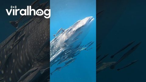 Whale Shark Escorts Fish Friends || ViralHog