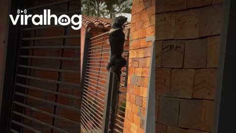 Spider Dog || ViralHog