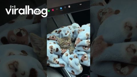 Tiny Kitten Sleeps In Car's Storage Compartment || ViralHog