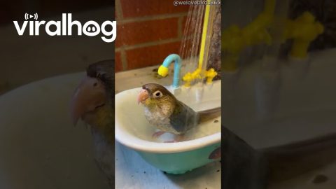 Watch My Bird Use Her Baby Doll Tub || ViralHog
