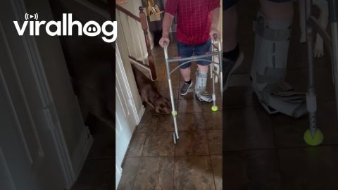 Dog Thinks Grandpa’s Walker is a Toy || ViralHog