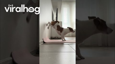 Dog Imitates Owner’s Wall Workout || ViralHog