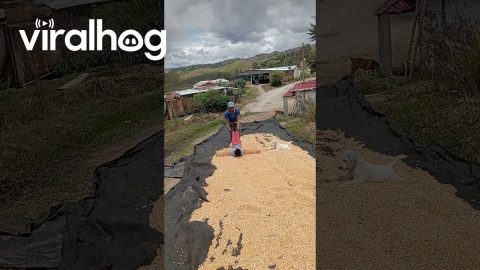 Agricultural Engineer Implements New Corn Drying Technique || ViralHog
