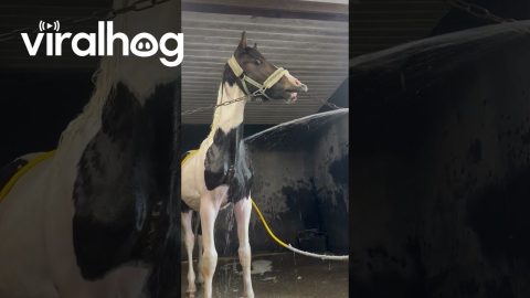Yearling Stallion Astonished By Water Spray || ViralHog
