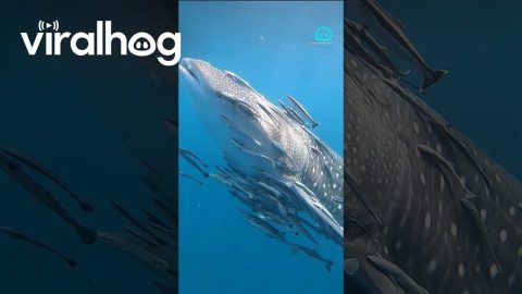 Whale Shark Escorts Fish Friends || ViralHog Shorts