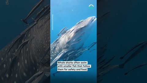 Whale Shark Escorts Fish Friends || ViralHog