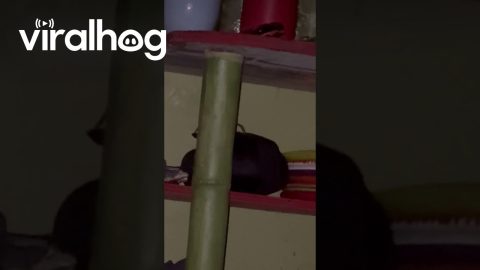 Hawaiian Cane Spider Silently Creeps Through Bedroom || ViralHog