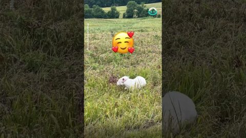 Lone Fawn Bonds With Friendly Dog || ViralHog