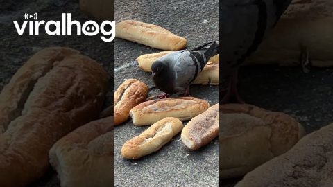 Lone Pigeon Hoards Bread Loaf Lotto || ViralHog