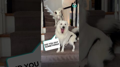 Blind Dog Barks at Deaf Dog || ViralHog