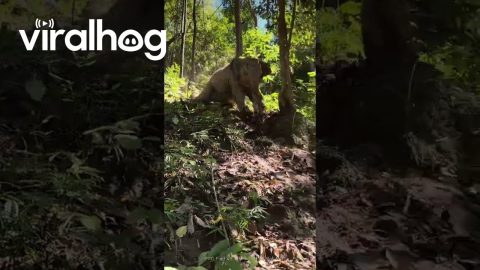 Baby Elephant Slides Down a Hill || ViralHog