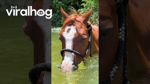 Scuba Horse || ViralHog