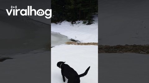 Flash Flood in the Snow || ViralHog