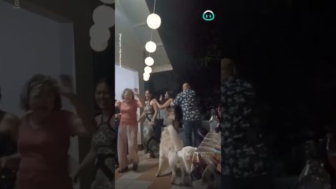 Husky Wants to Dance Too || ViralHog