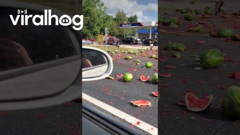 Watermelons Litter The Street || ViralHog