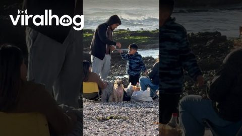 Dog Trades Families at the Beach || ViralHog