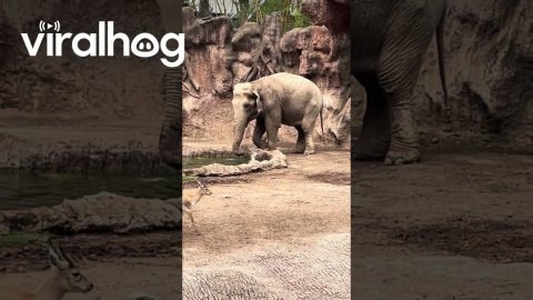 Elephant Rescues Drowning Gazelle || ViralHog