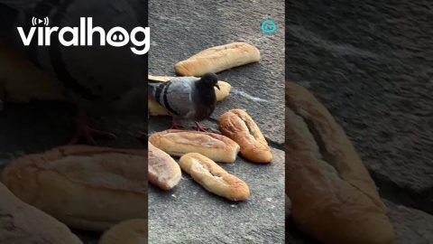 Lone Pigeon Hoards Bread Loaf Lotto || ViralHog Shorts