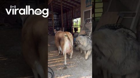 Family Milk Cow Ready for Duty || ViralHog