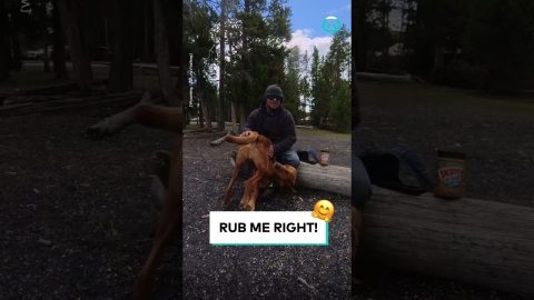 Dog Demands Upside Down Butt Scratches || ViralHog