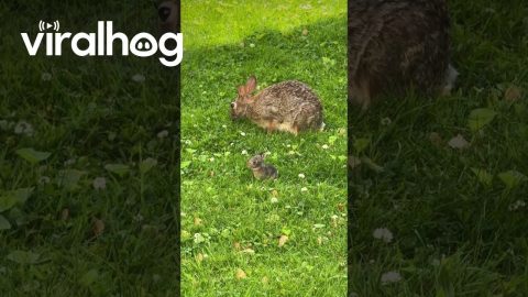 Tiny Baby Bunny || ViralHog